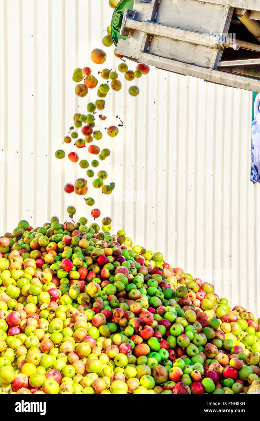 Apples falling from the conveyor belt on the apple mountain in a german cider winery. Stock Photo