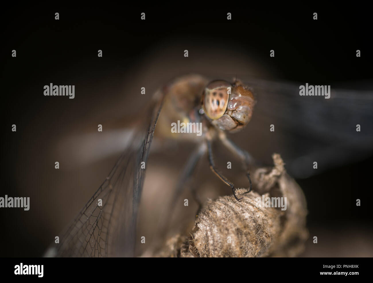 Common dragonfly sitting on the tip of a plant Stock Photo - Alamy