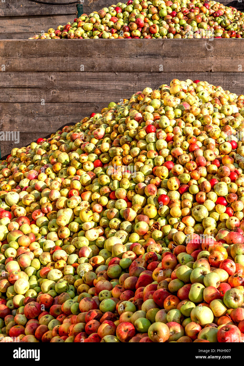 Rich apple harvest 2018 in Germany - mountains of apples in a Hessian cider winery. Stock Photo