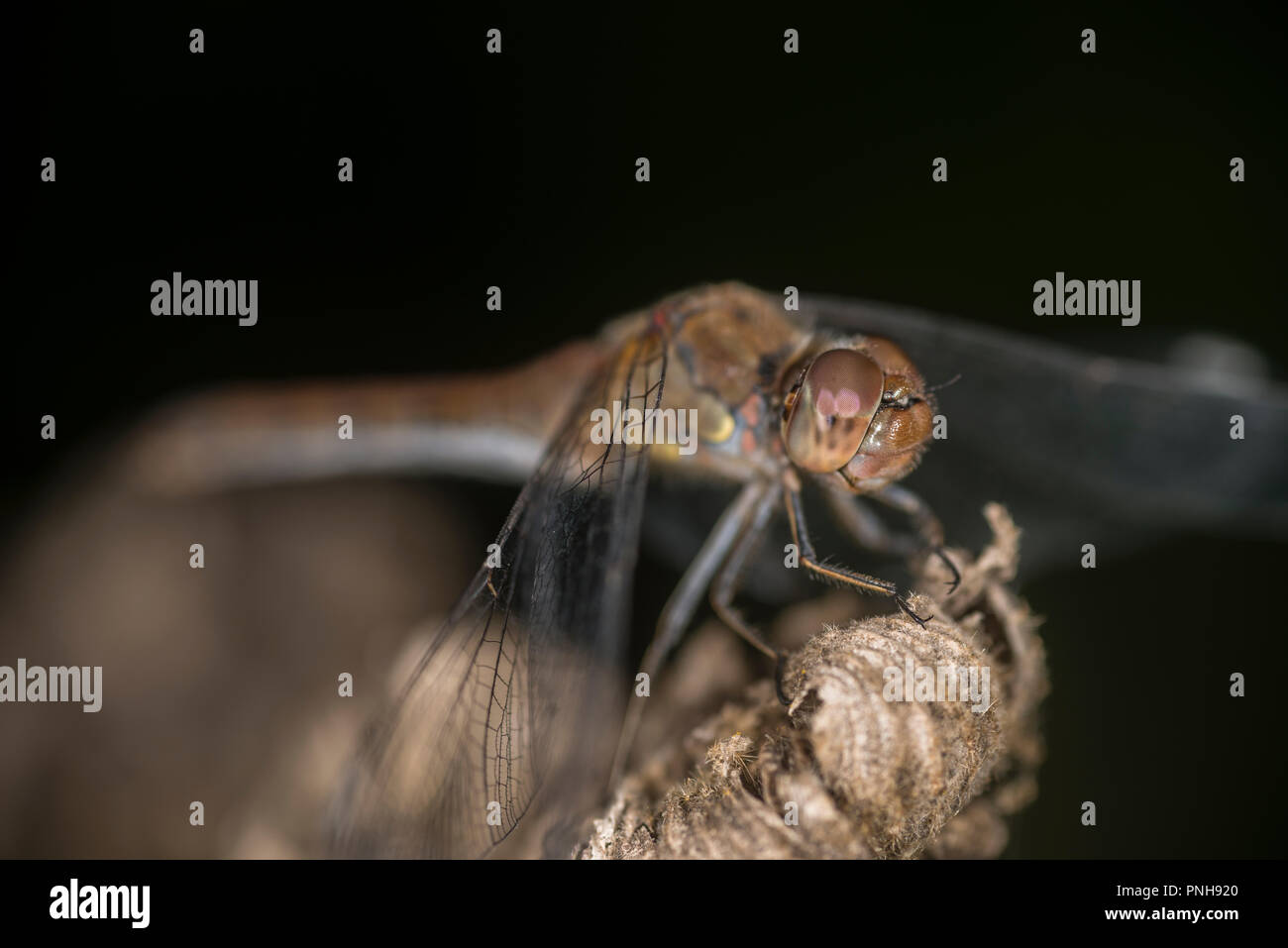 Common dragonfly sitting on the tip of a plant Stock Photo - Alamy