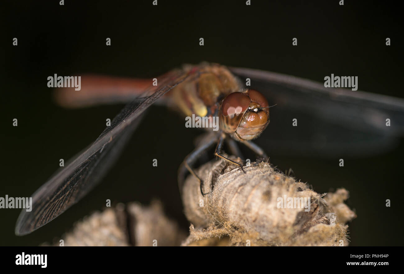 Common dragonfly sitting on the tip of a plant Stock Photo - Alamy