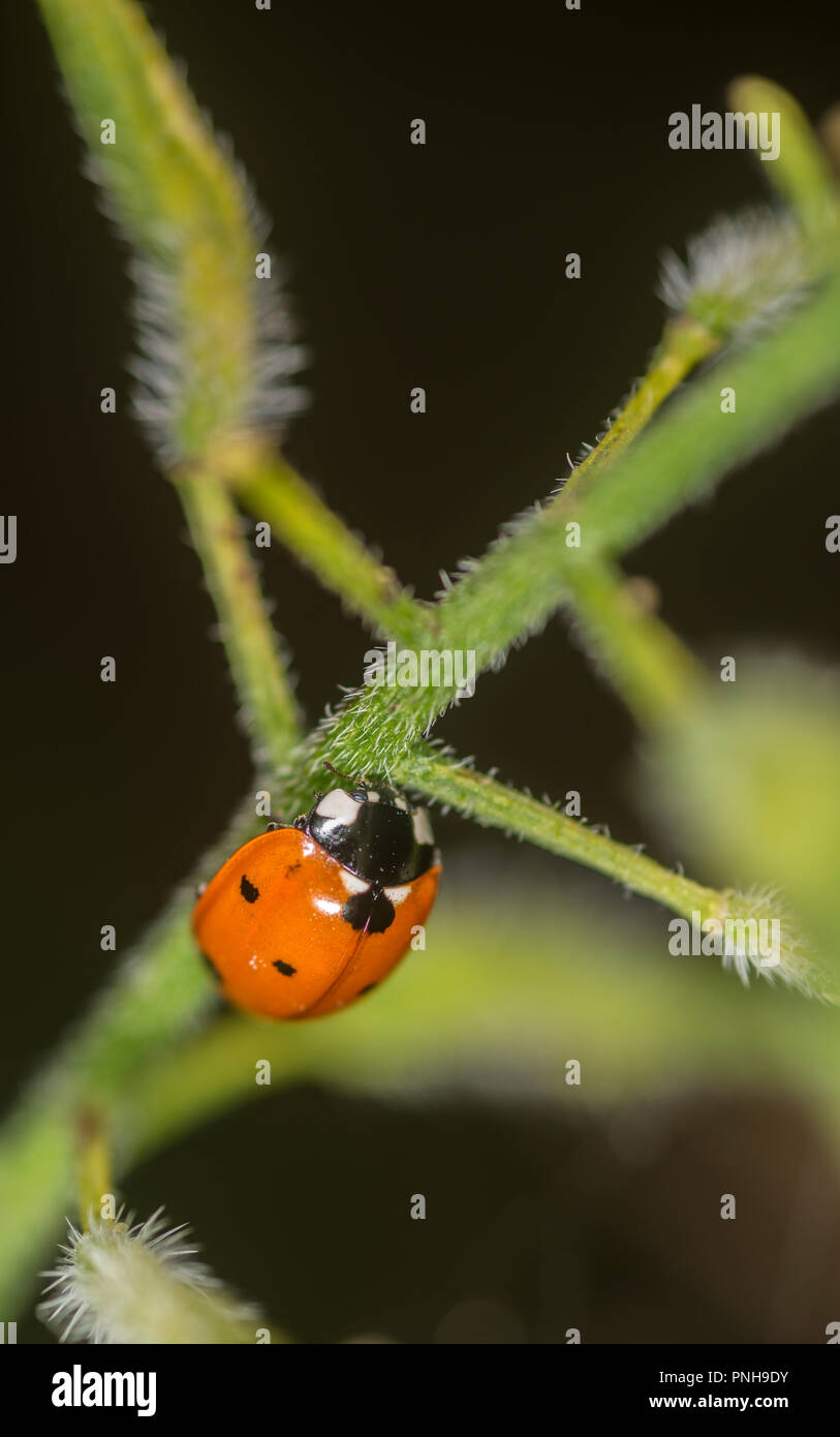 Ladybug crawling up the stem of a plant Stock Photo