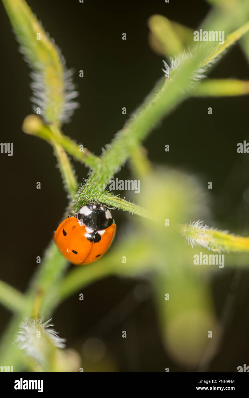 Ladybug crawling up the stem of a plant Stock Photo