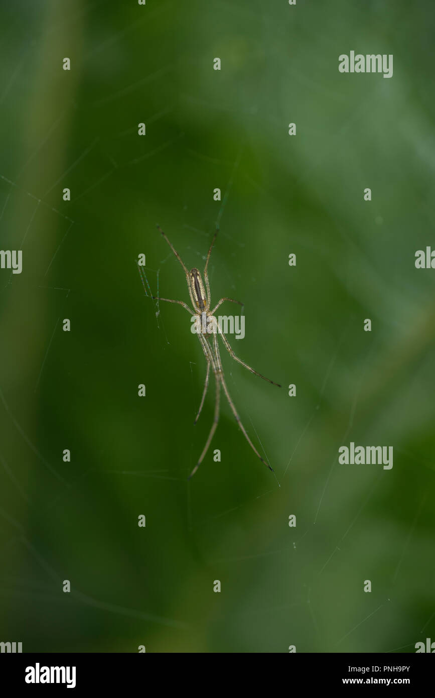 Long-jawed orb weaver in its web Stock Photo