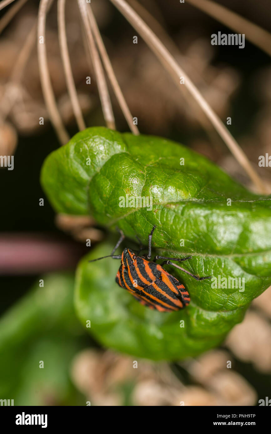Lined shield bug on a plant Stock Photo