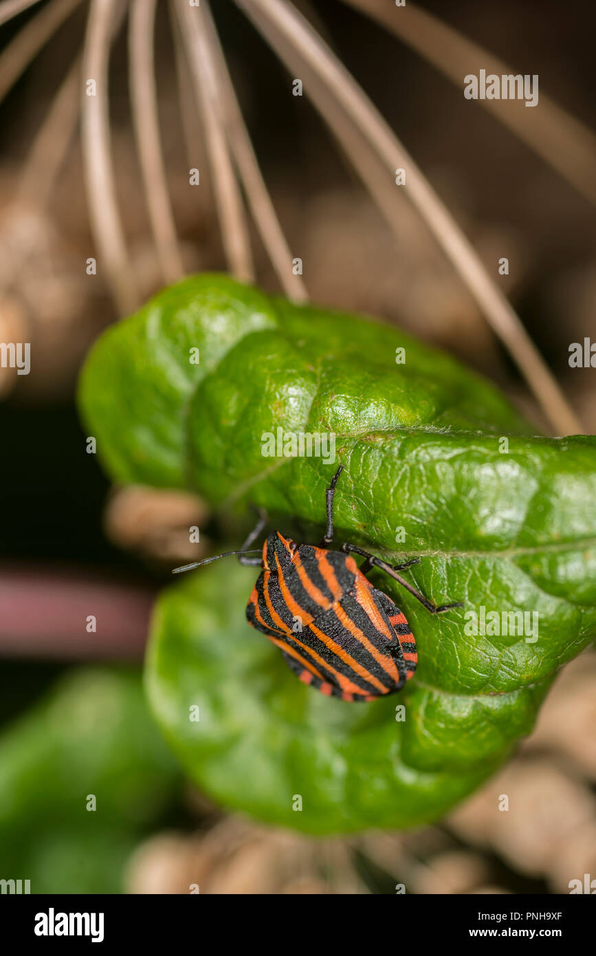Lined shield bug on a plant Stock Photo