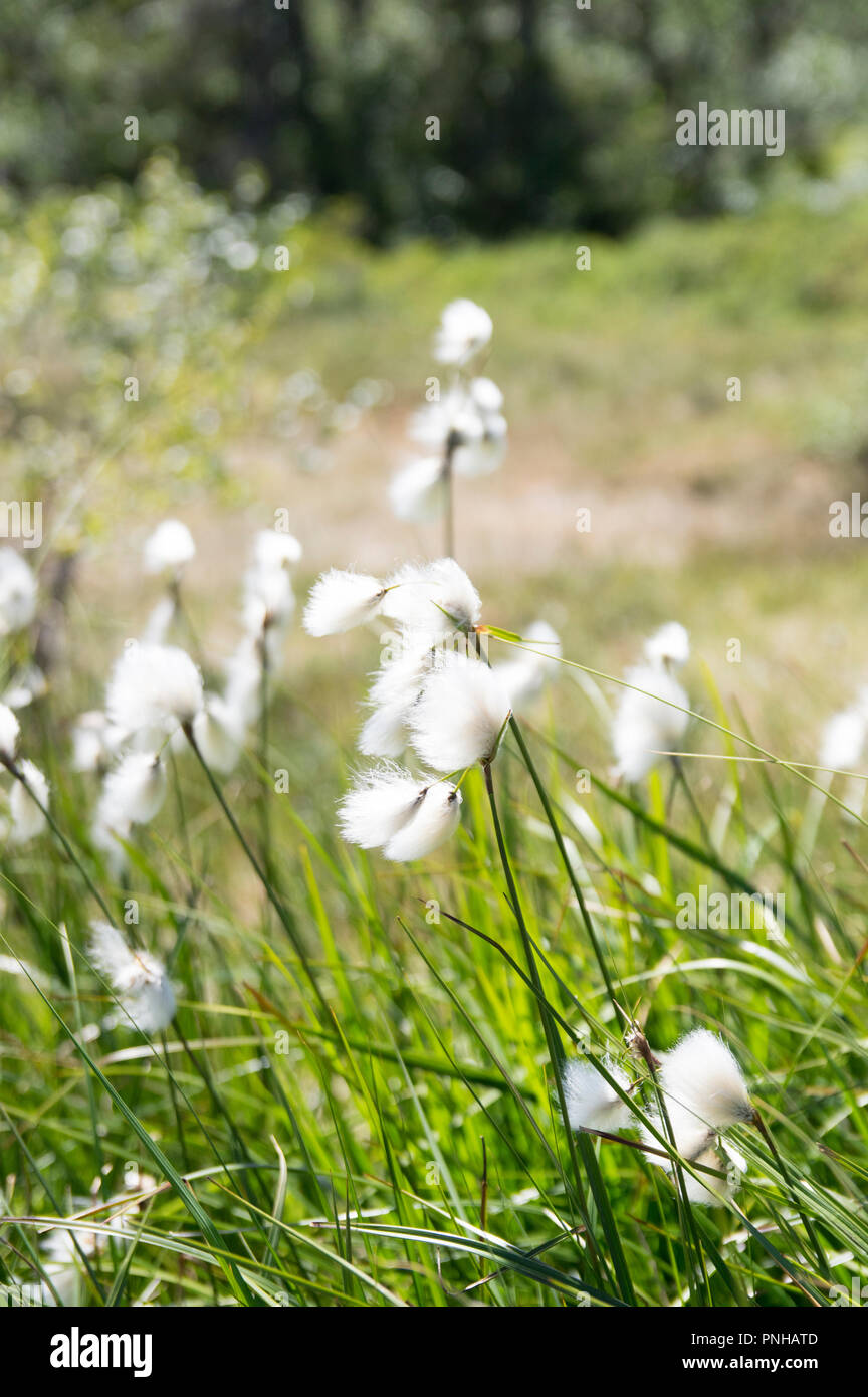 Plant wool hi-res stock photography and images - Alamy