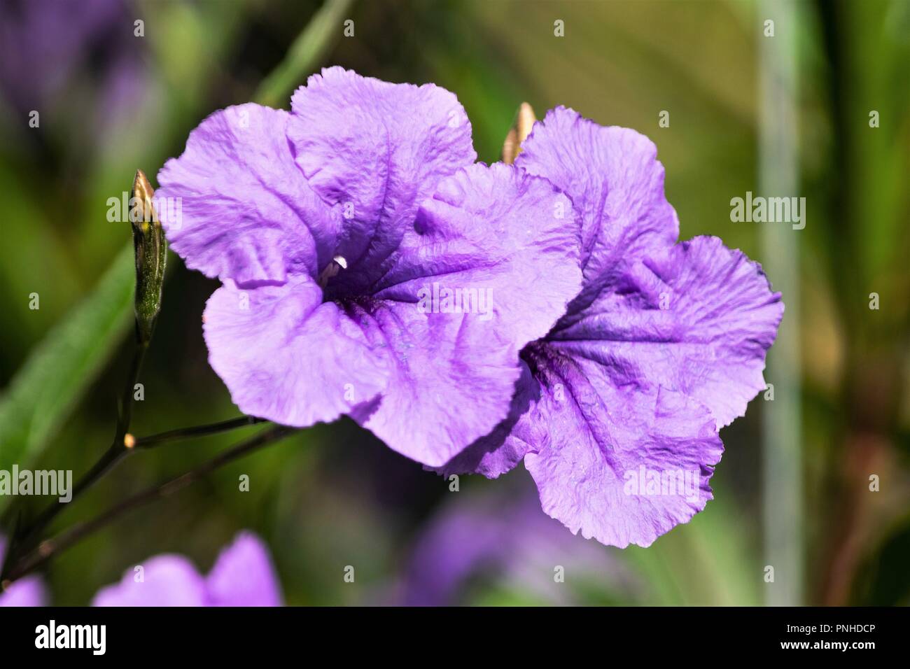 Purple Mexican petunia flowers bask in the summer sun at McDaniel Farm Park in Duluth, Georgia, USA Stock Photo