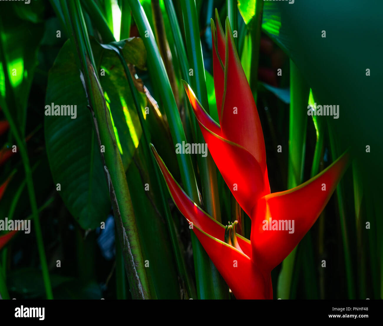 Heliconia bihai (Red palulu) flower. Beautiful Tropical flowers Heliconia flower blooming green nature background. Stock Photo