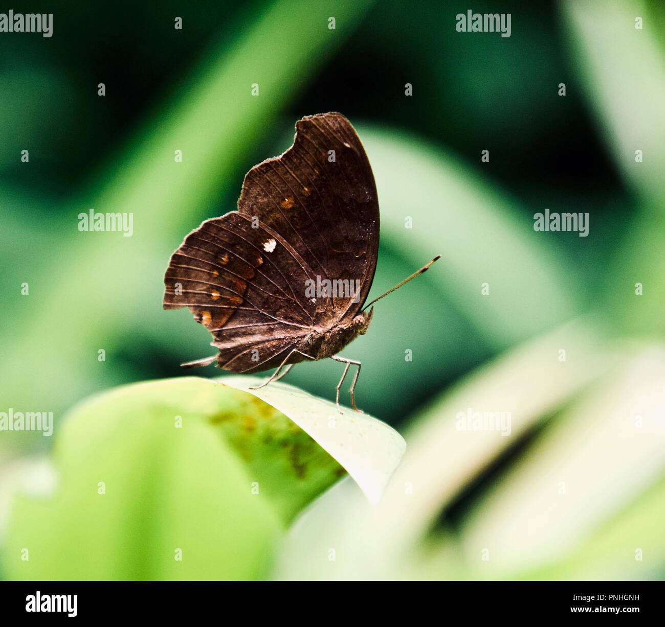 Singapore butterfly park hi-res stock photography and images - Alamy
