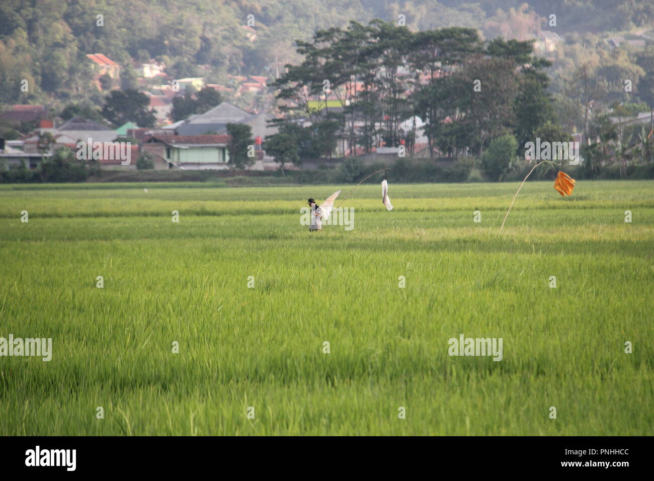 Rice fields in Bandung, Indonesia, Southeast Asia. Stock Photo