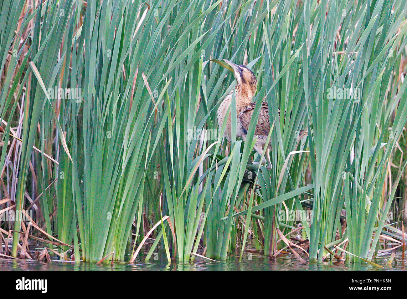 Bittern (Botaurus stellaris Stock Photo Alamy
