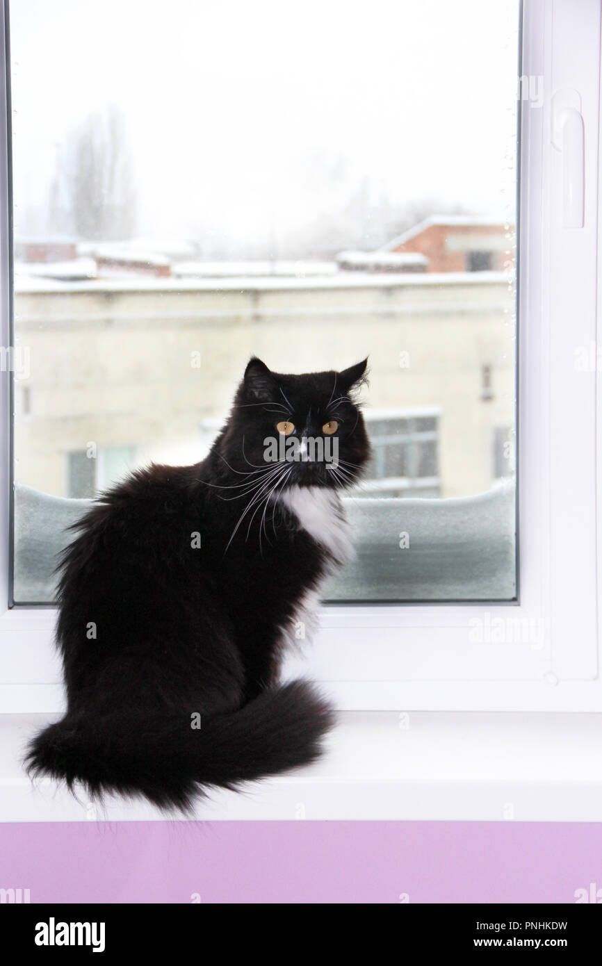Cat sitting at window with large cover of snow from outside. Cold
