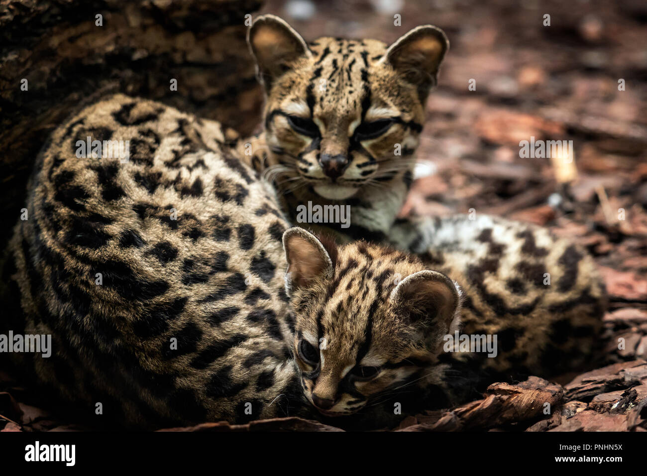 Margay Leopardus Wiedii Female With Baby Margay Cats Pair Of Hugging Each Other Stock Photo Alamy Margay Leopardus Wiedii Female With Baby Margay Cats Pair Of Hugging Each Other Stock Photo Alamy