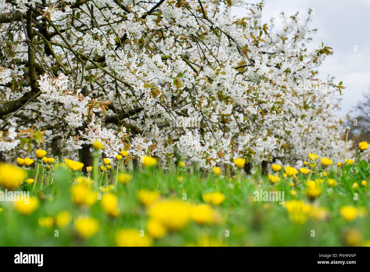 English Cherry Orchard High Resolution Stock Photography and Images - Alamy