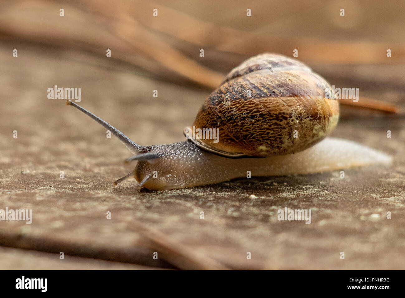 Cornu aspersum, known as the garden snail, is a species of land snail. As  such it is a terrestrial pulmonate gastropod mollusk. Rainy day Stock Photo  - Alamy