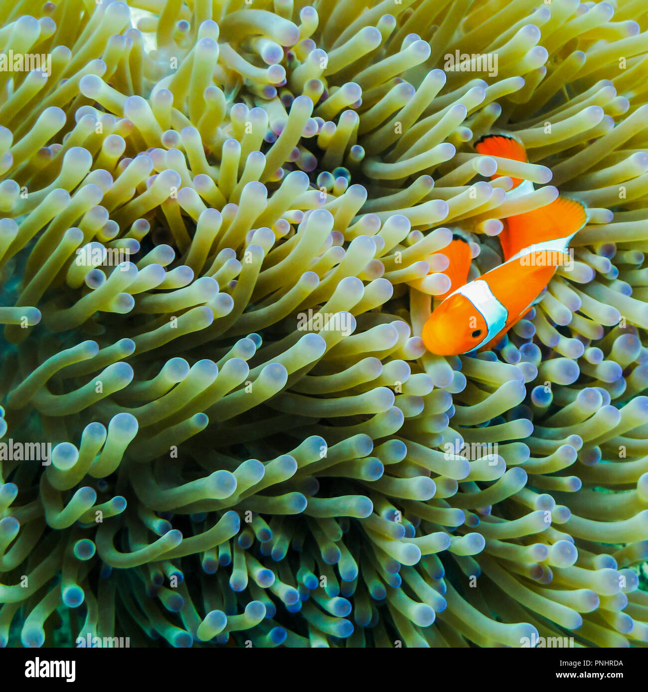Ocellaris clownfish (Amphiprion ocellaris) on Sea Anemone Stock Photo