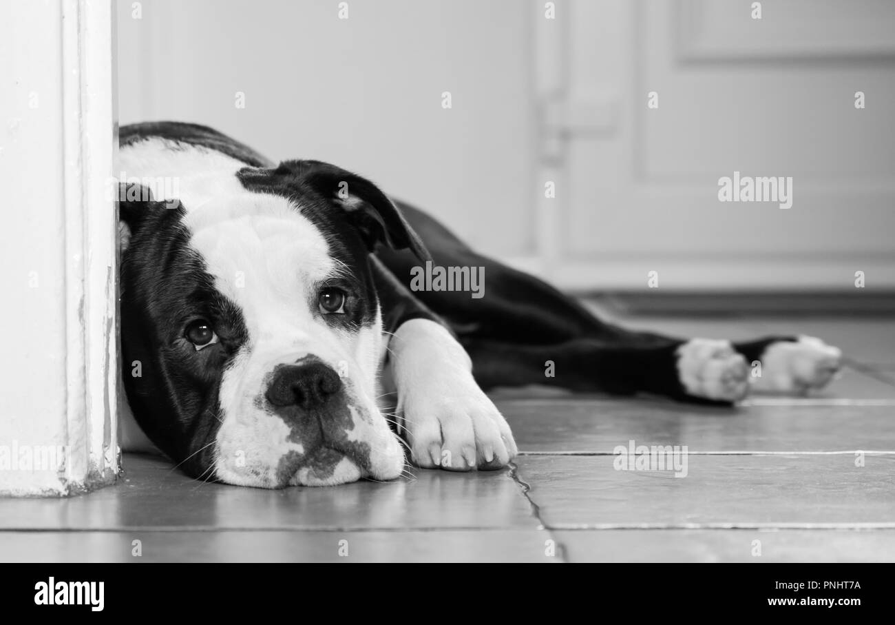 American Bulldog Black And White Stock Photos Images Alamy