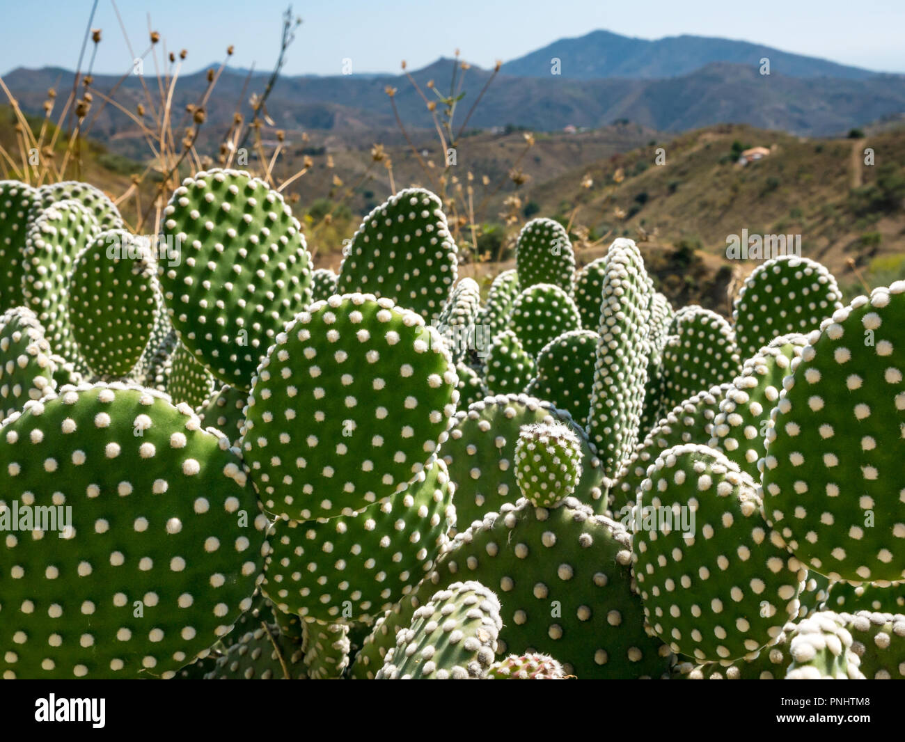 Close up of Opuntia microdasys var. albispina, common name Angel Wings cactus, with mountains of Axarquia, Andalusia, Spain Stock Photo