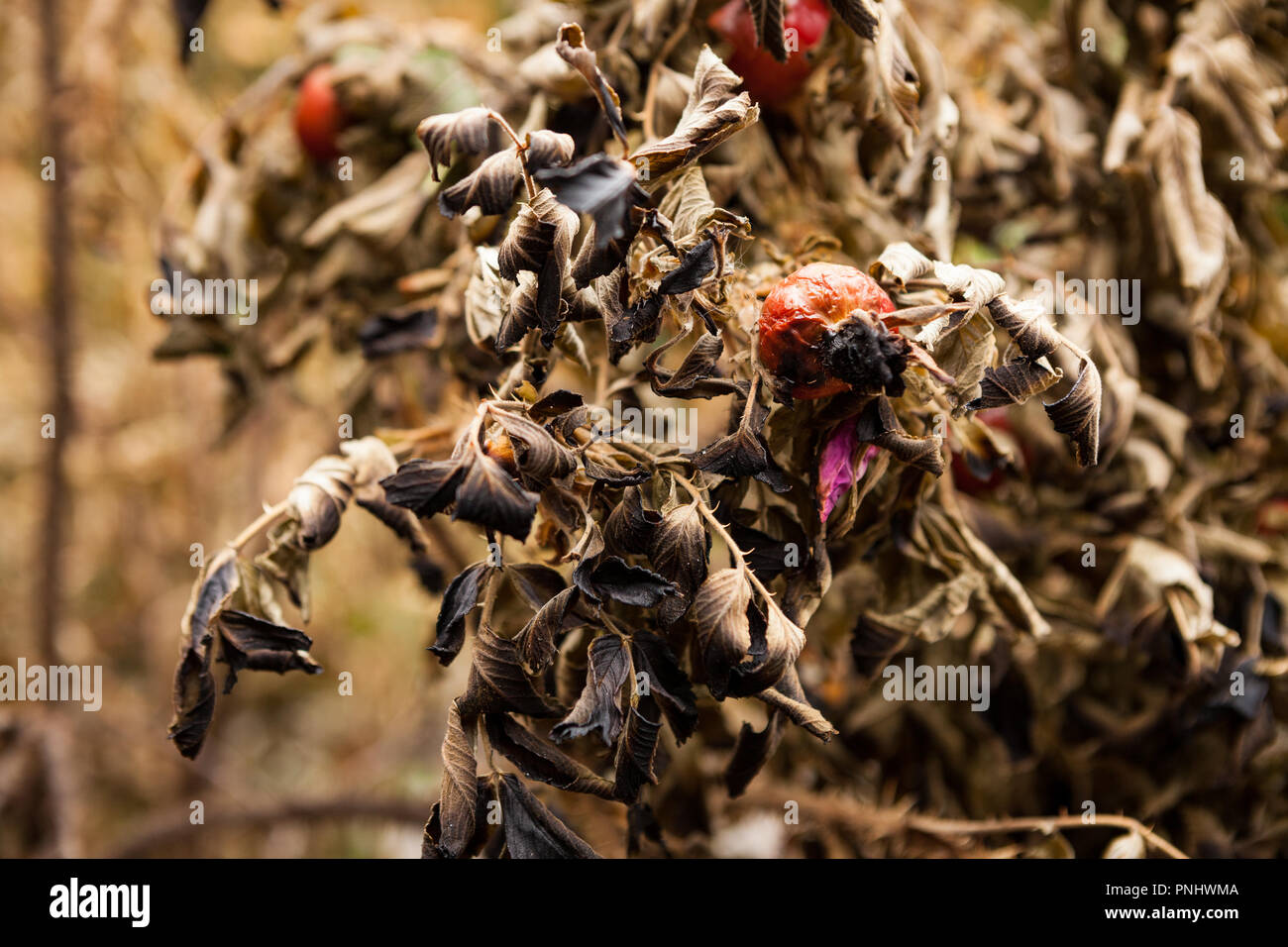 Burnt rose bush leaves near fire Stock Photo Alamy