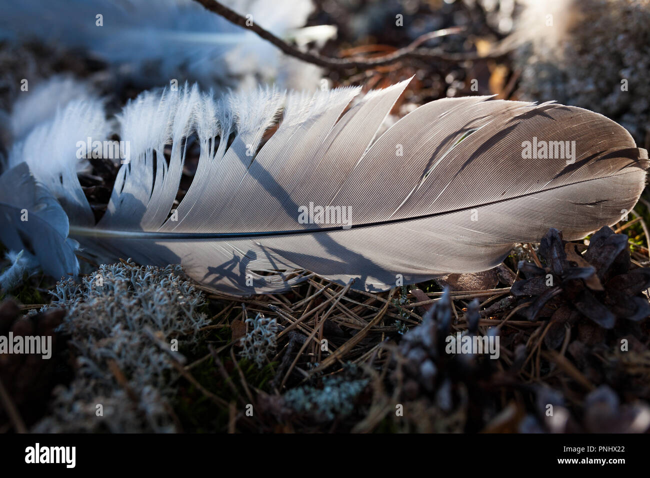 Single bird feather on ground Stock Photo Alamy