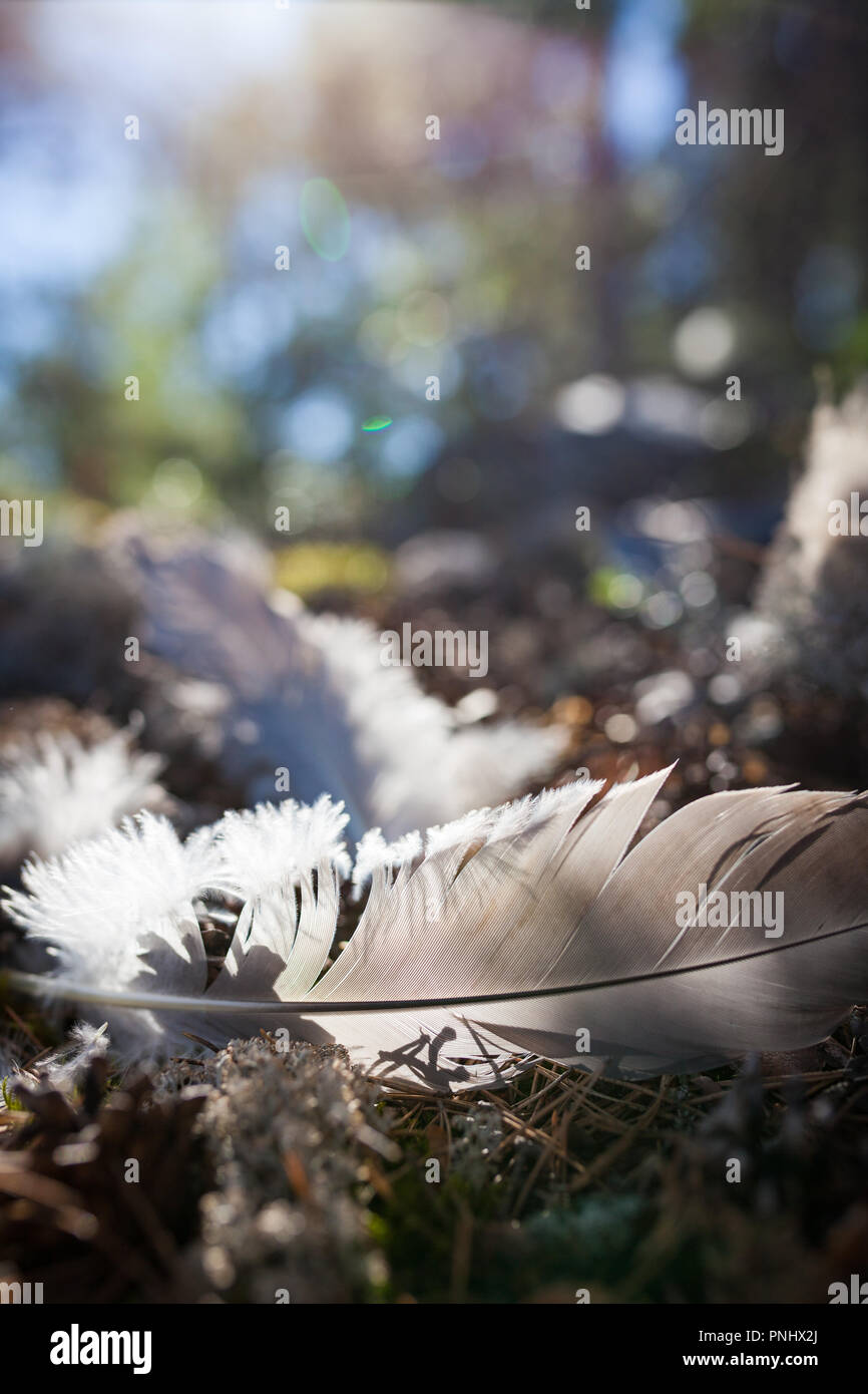 Single bird feather on ground Stock Photo Alamy