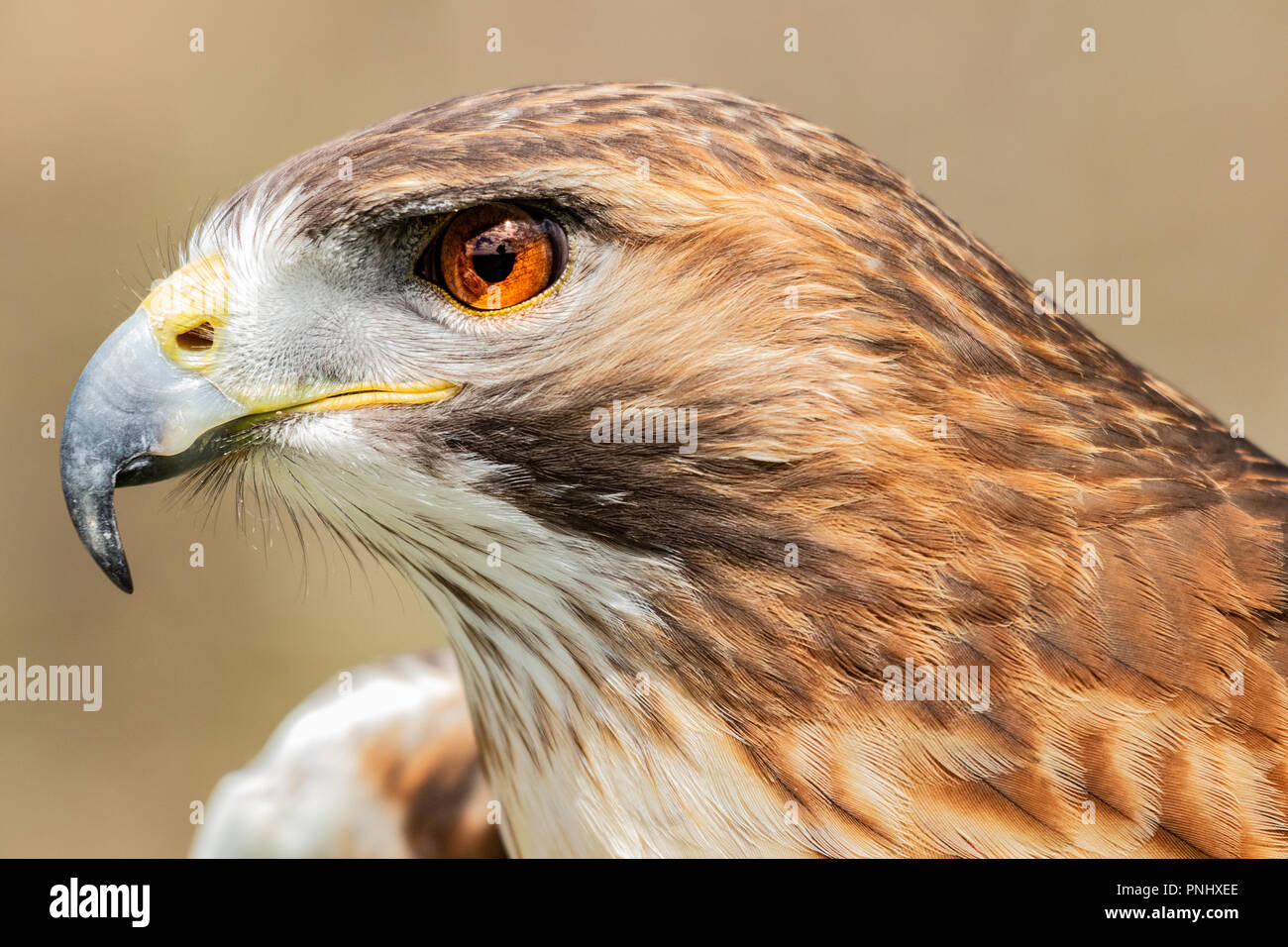 Detail Of Orange Eye And Iris Of A Red Tailed Hawk Buteo Jamaicensis A Bird Of Prey That Breeds Throughout Most Of North America Sunny Morning Stock Photo Alamy