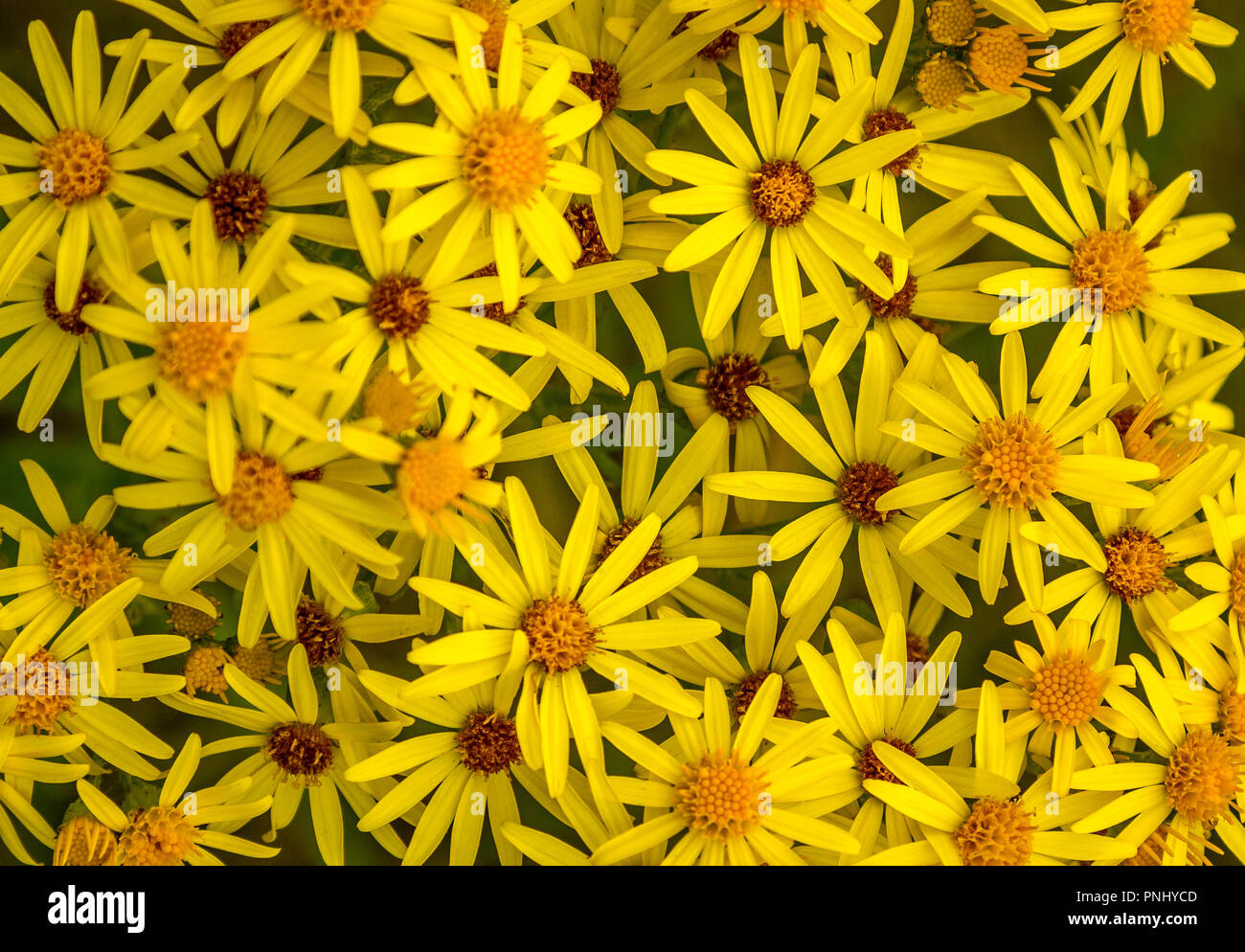 Wild plants with yellow flowers hi-res stock photography and images - Alamy