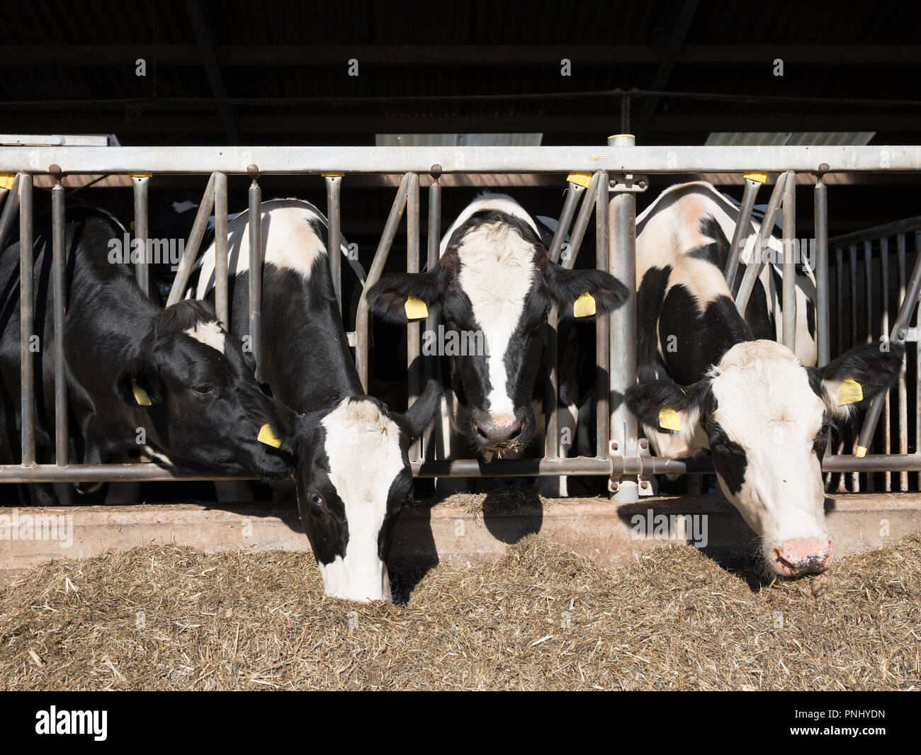 black and white spotted holstein cows feed in half open barn on dutch ...