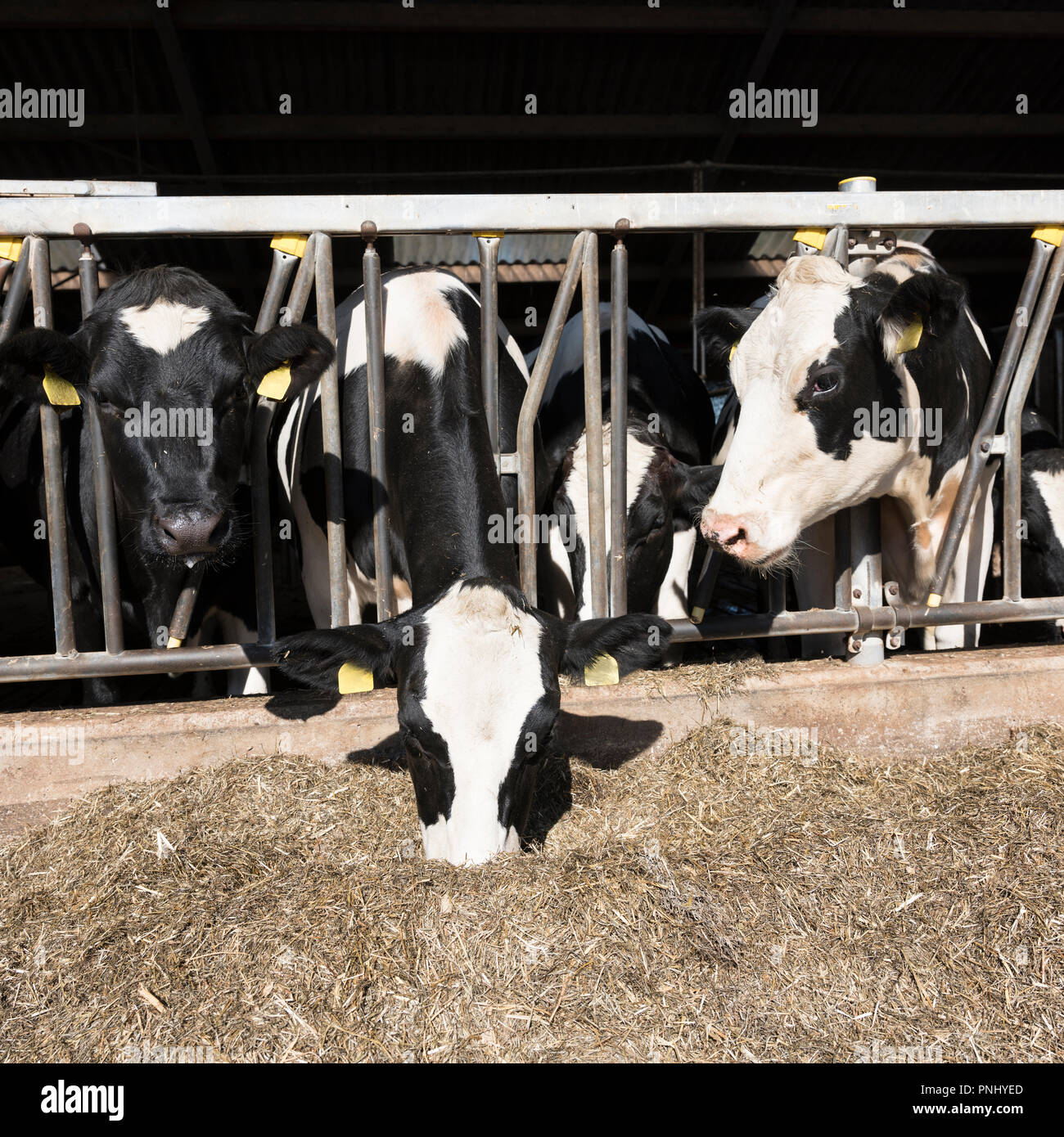 black and white spotted holstein cows feed in half open barn on dutch ...