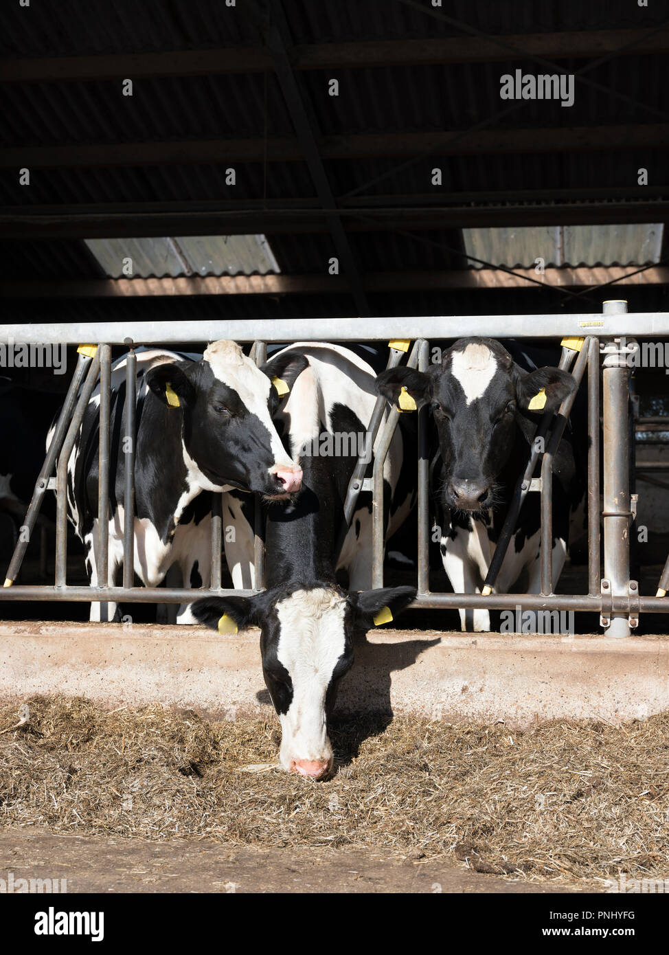 black and white spotted holstein cows feed in half open barn on dutch ...