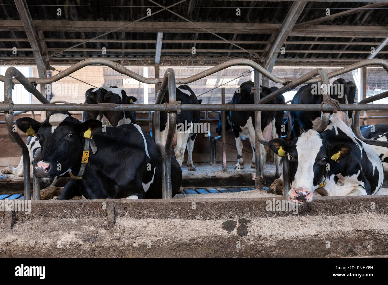 black and white spotted holstein cows feed inside barn on dutch farm in ...