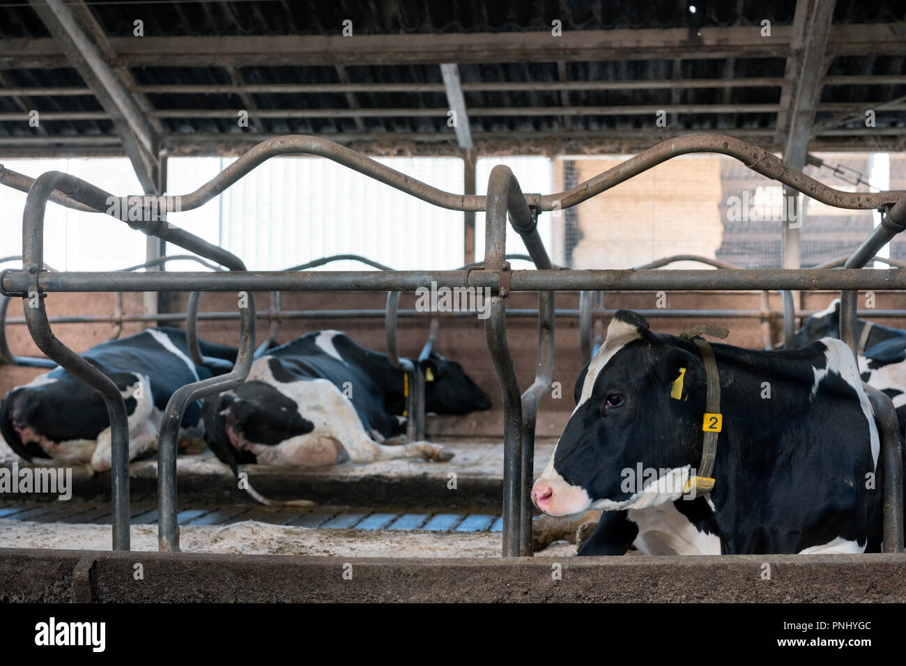 Black And White Spotted Holstein Cows Recline Inside Barn On Dutch Farm In The Netherlands Stock