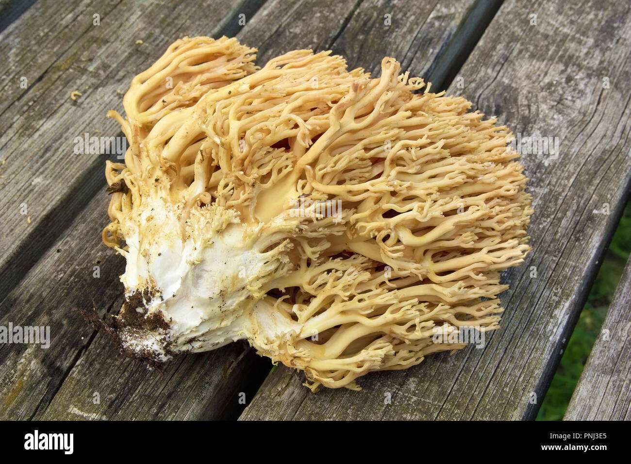 specimen of  mushroom golden coral, ramaria aurea, ramariaceae Stock Photo