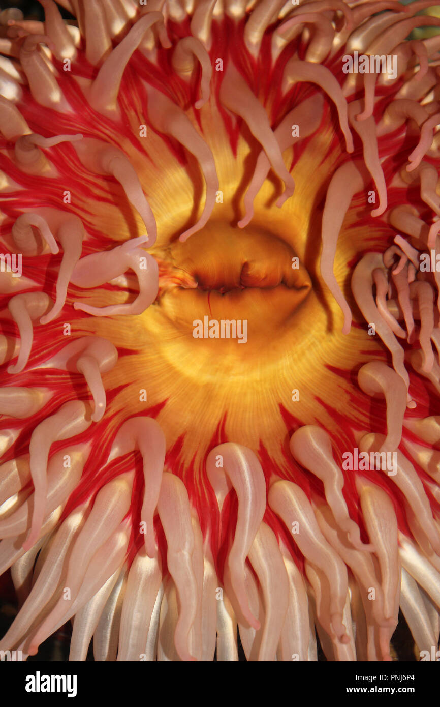 Fish-eating Sea Anemone (Urticina piscivora) in Detail Stock Photo