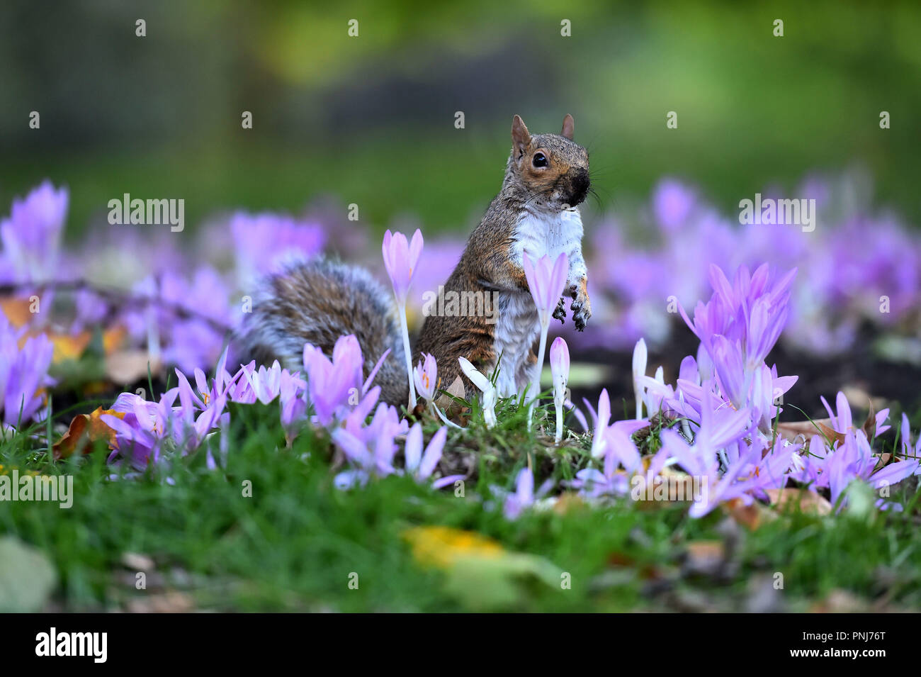 A Squirrel amongst the flowers in St James's Park, London. Heavy rainfall and powerful gusts brought by Storm Bronagh are set to ease over the weekend as the weather system moves into the North Sea, forecasters have said. Stock Photo
