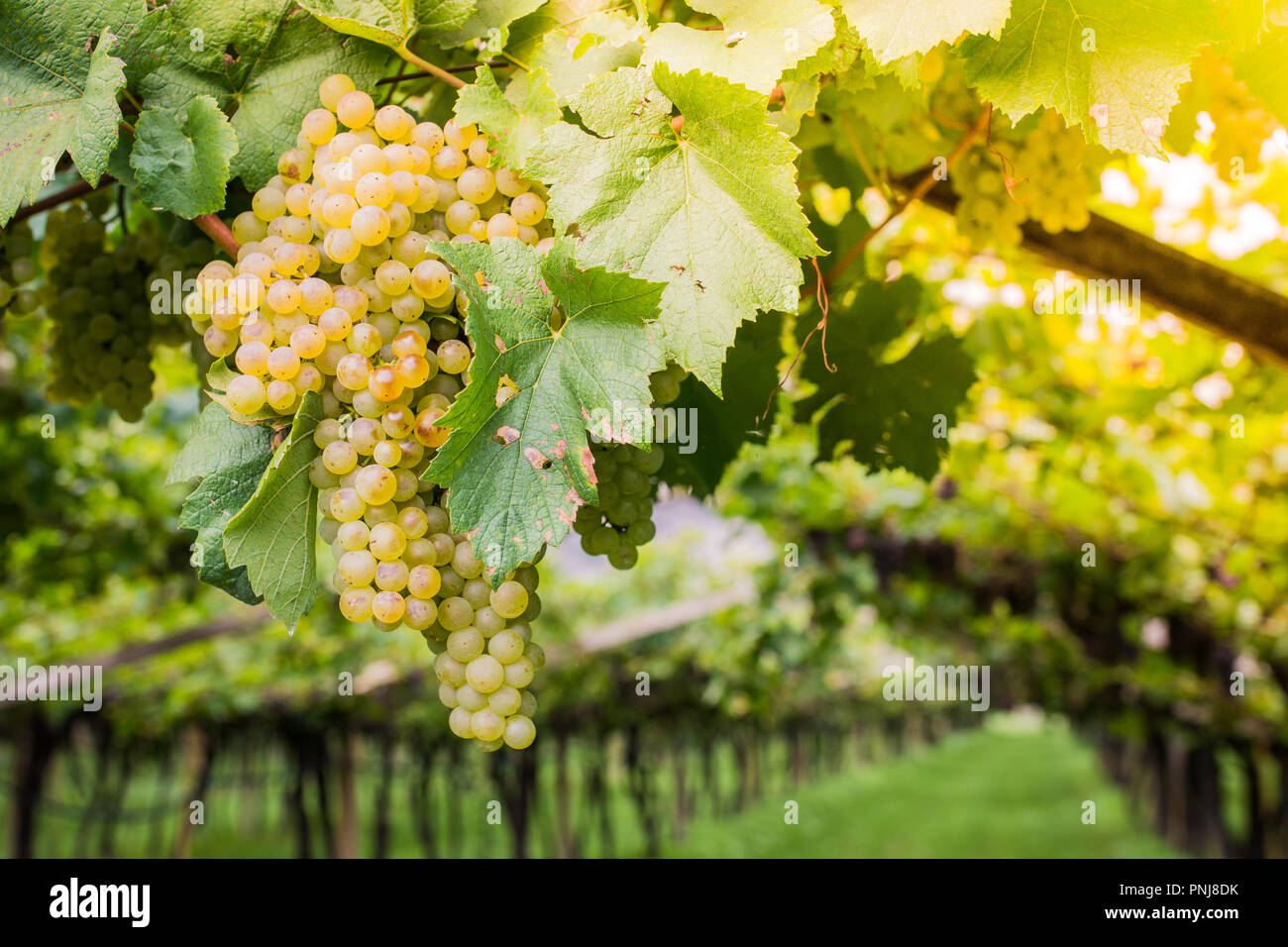 Chardonnay Grapes on Vine in Vineyard South Tyrol Italy. Chardonnay is a green skinned grape variety used in the production of white wine Stock Photo Alamy
