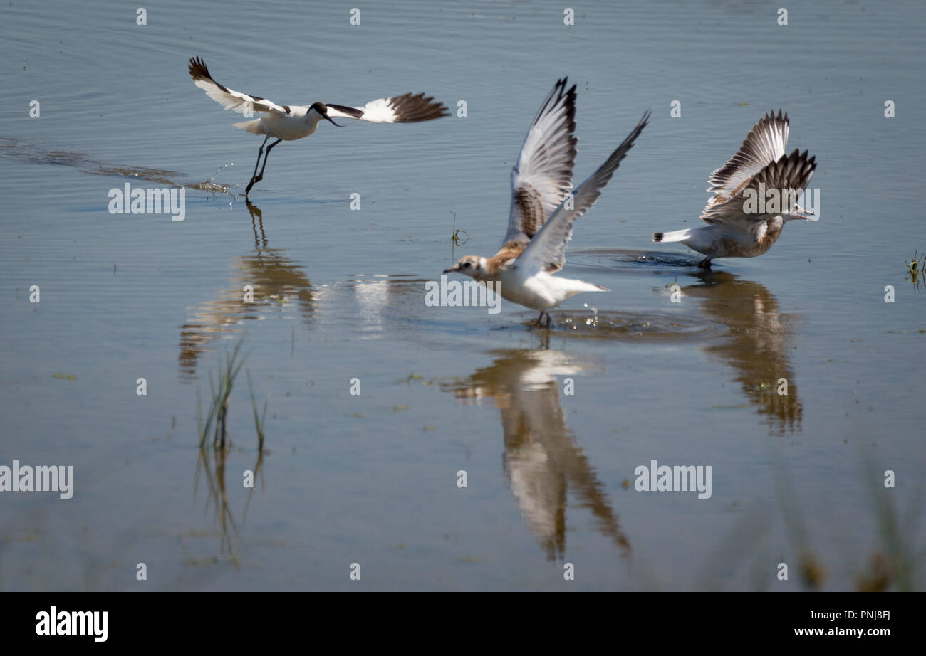 Bird chasing away the gulls. 3 birds. bird flies in and splits gulls Stock Photo
