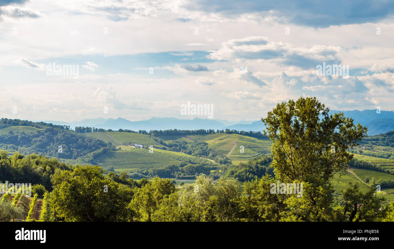 Italy slovenia border vineyard hi-res stock photography and images - Alamy