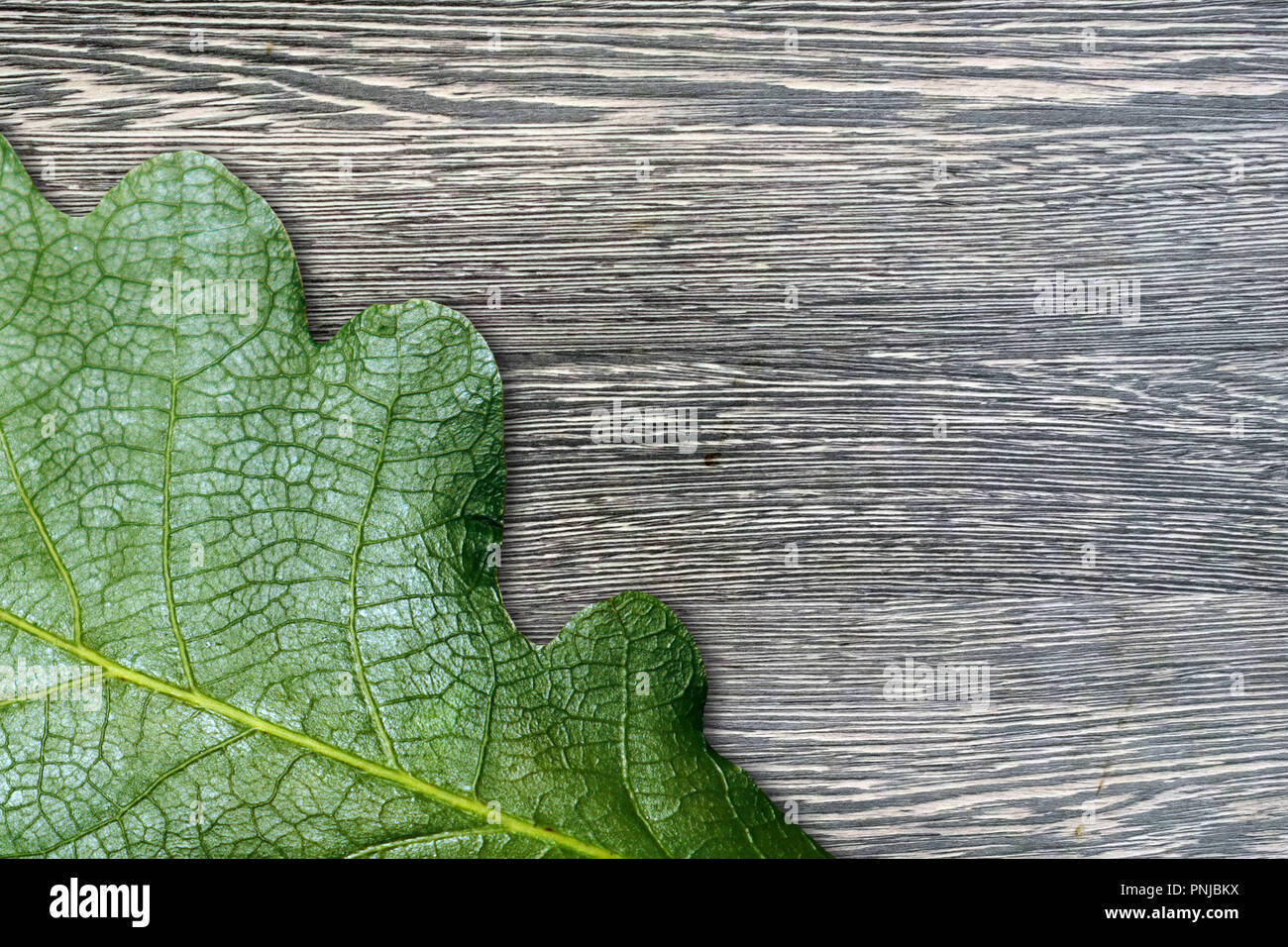 Postcard or greeting card template, green oak leaf on grey wooden board. May be used as background Stock Photo