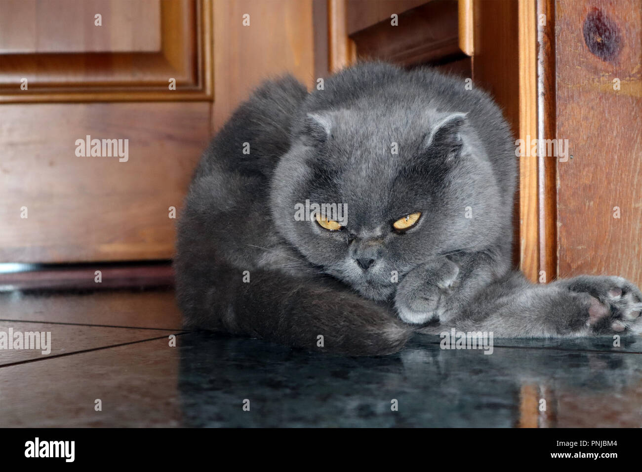 Funny cute smoky colored Scottish fold cat resting on the floor in the country house Stock Photo
