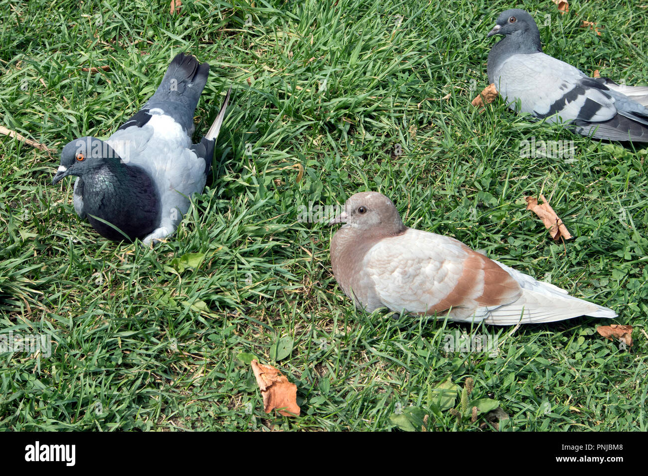 Flock of pigeons of different colors resting on the grass in the park Stock Photo
