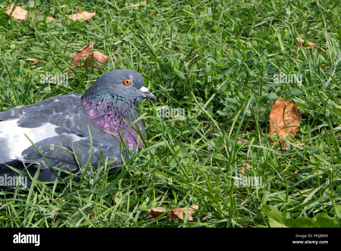 Bluish calm urban pigeon resting on the grass in the park Stock Photo