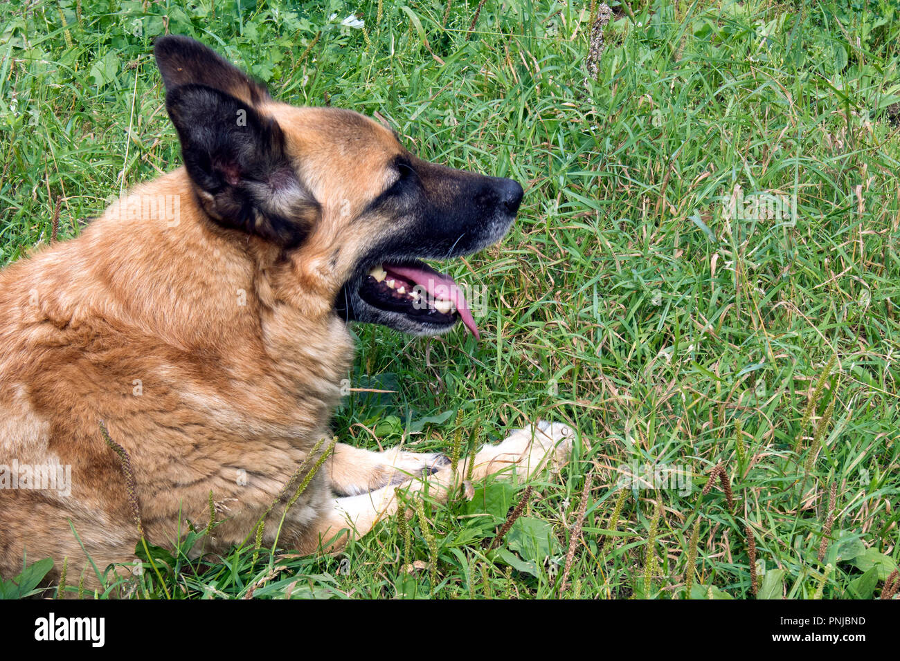 Cute red shepherd dog resting on the grass with open mouth Stock Photo