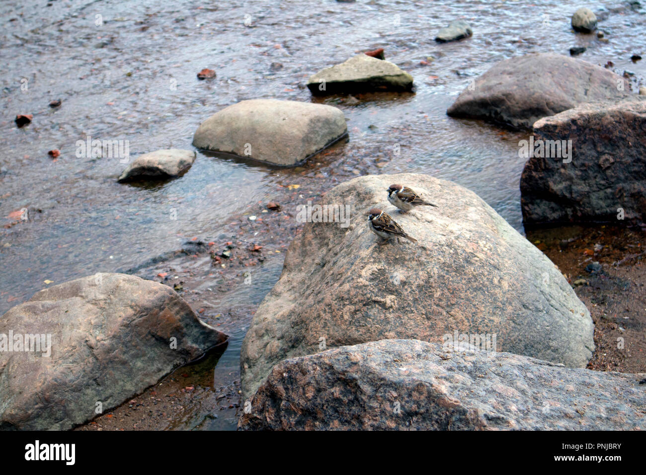 Two cute young sparrows sitting on a big boulder on the sea shore Stock Photo