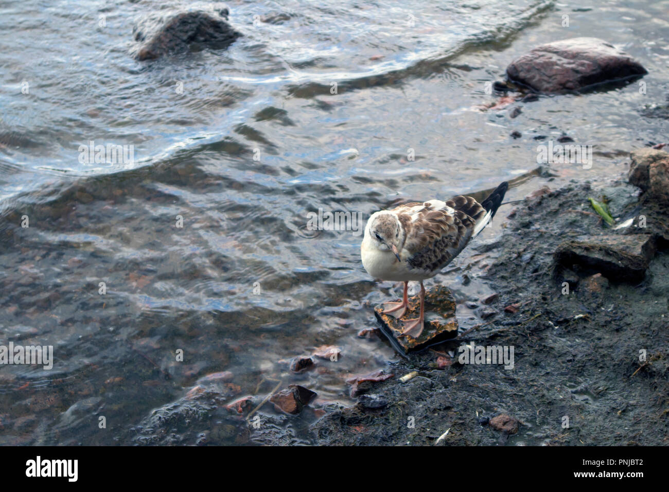 Cute young seagull staying in a transparent water on a stony oozed sea shore Stock Photo