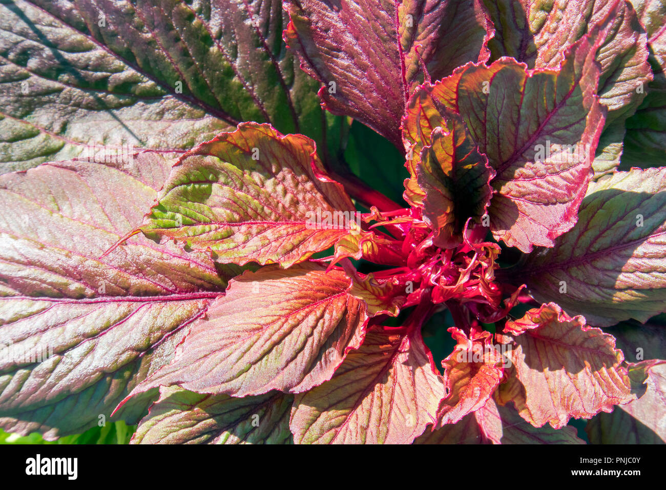 Lush red and green leaves of growing houseplant coleus blumei closeup Stock Photo