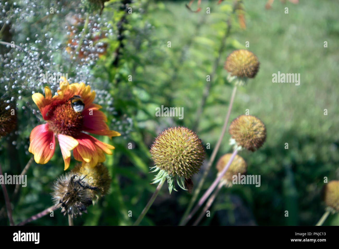 Сute spherical inflorescences of garden echinops and bright flower with ...