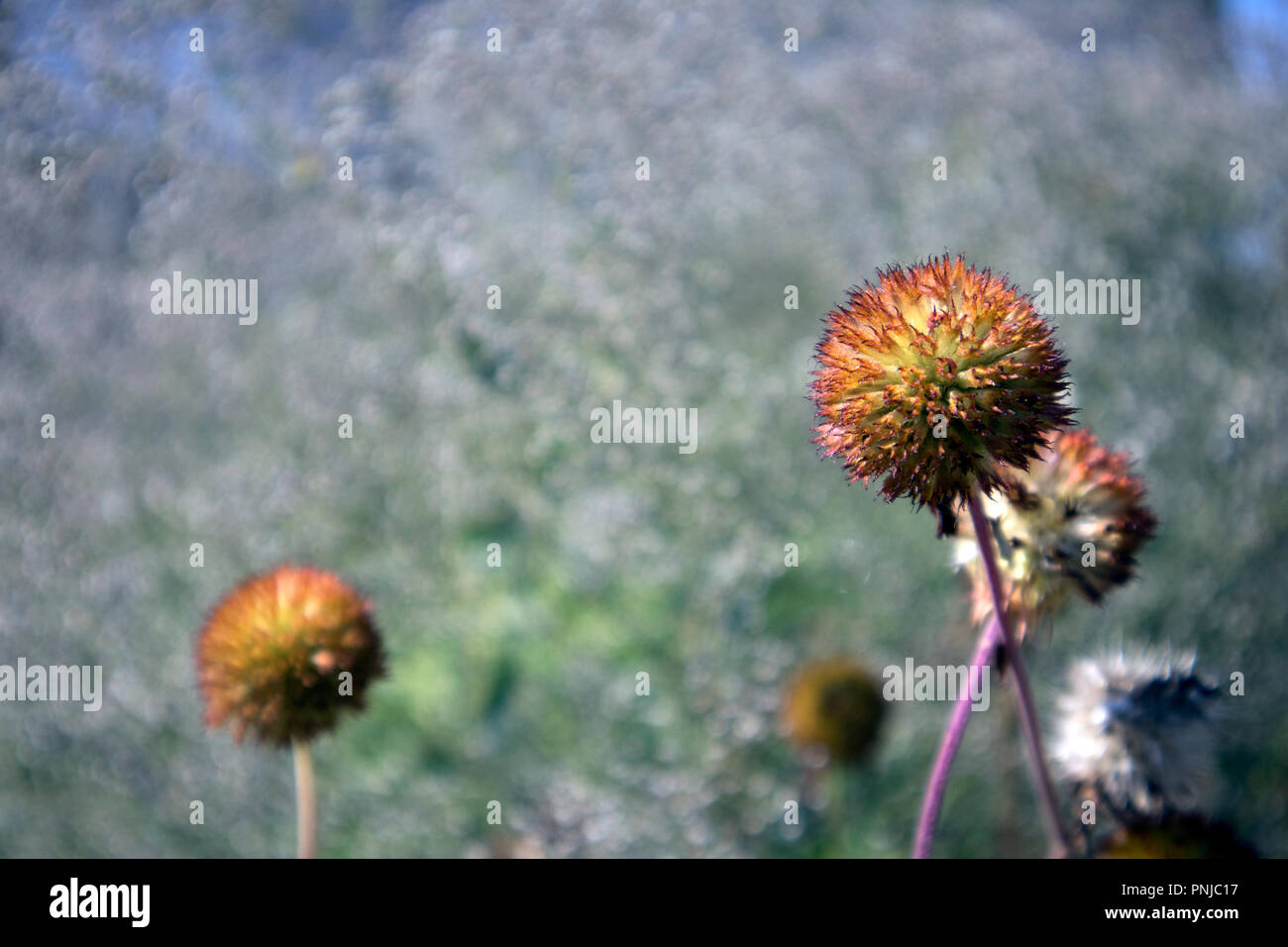 Сute spherical inflorescences of garden echinops closeup, may be used ...