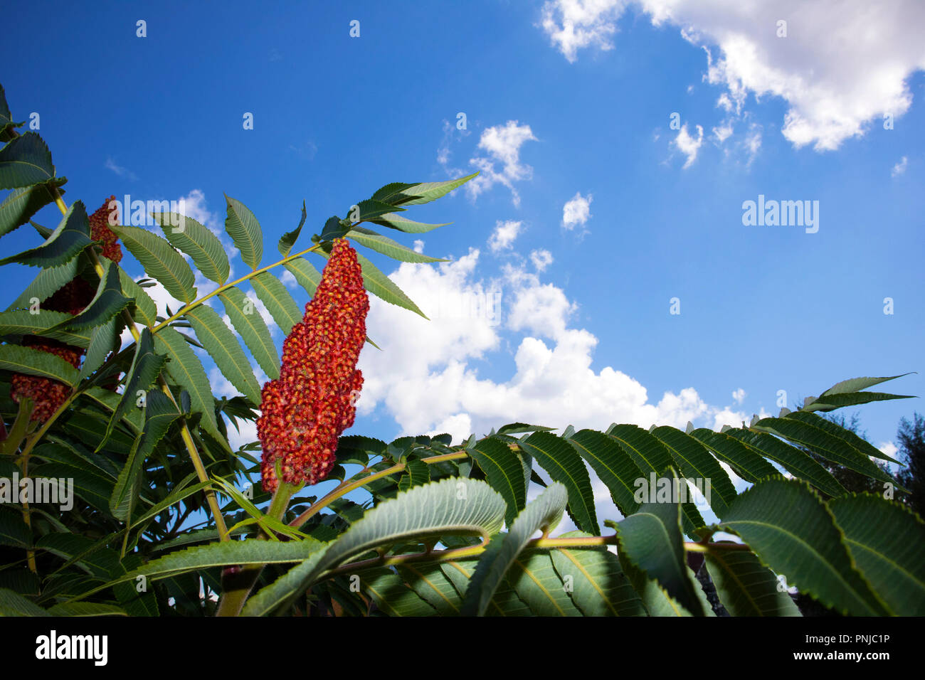 Lush foliage of garden Rhus typhina bush with cone-shaped inflorescence against blue sky Stock Photo